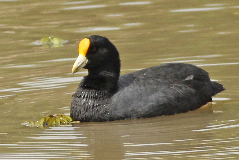 White-winged Coot - ML37105421
