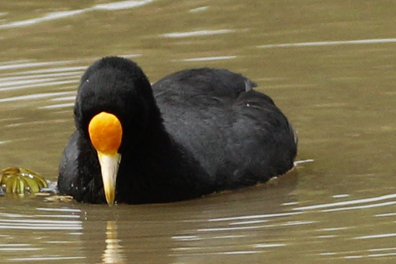 White-winged Coot - ML37105441