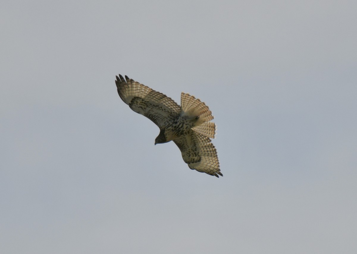 Red-tailed Hawk - David Campbell