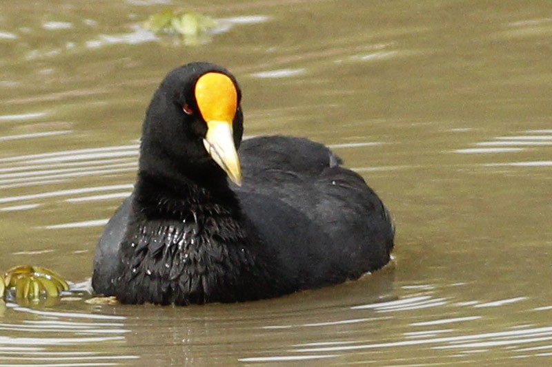 White-winged Coot - ML37105881