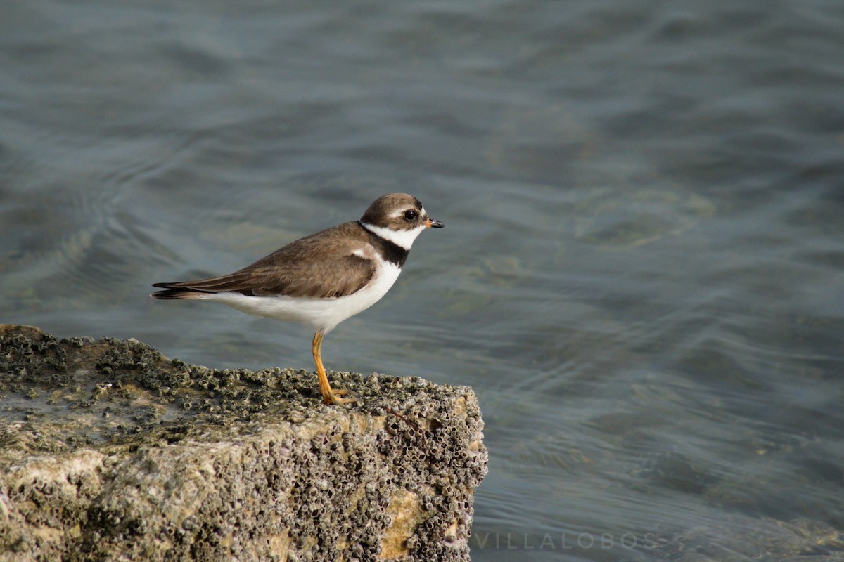 Semipalmated Plover - ML371062051
