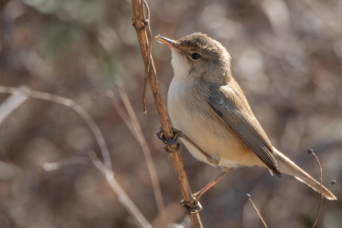Common Reed Warbler (African) - ML371062631