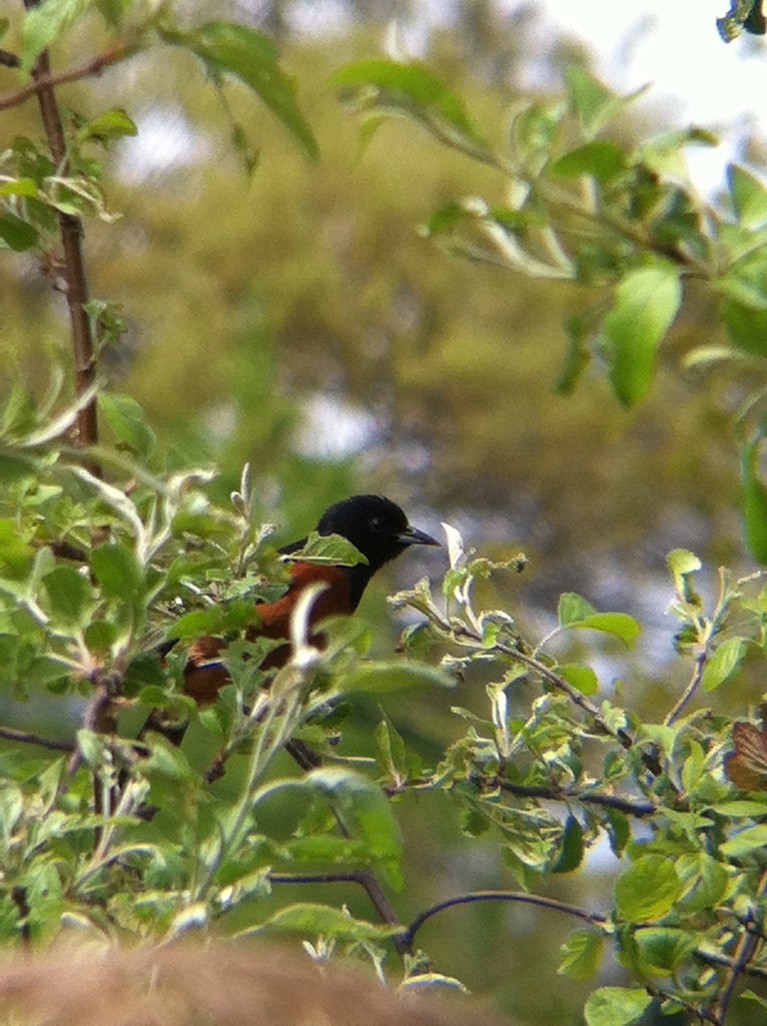 Orchard Oriole - ML371069261