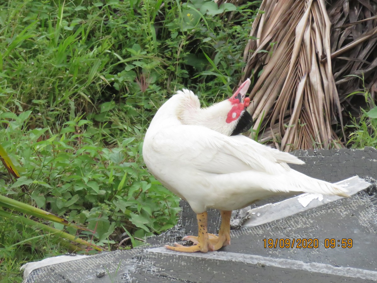 Muscovy Duck (Domestic type) - Matias Morquecho