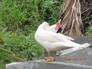 Muscovy Duck (Domestic type), ML371072491