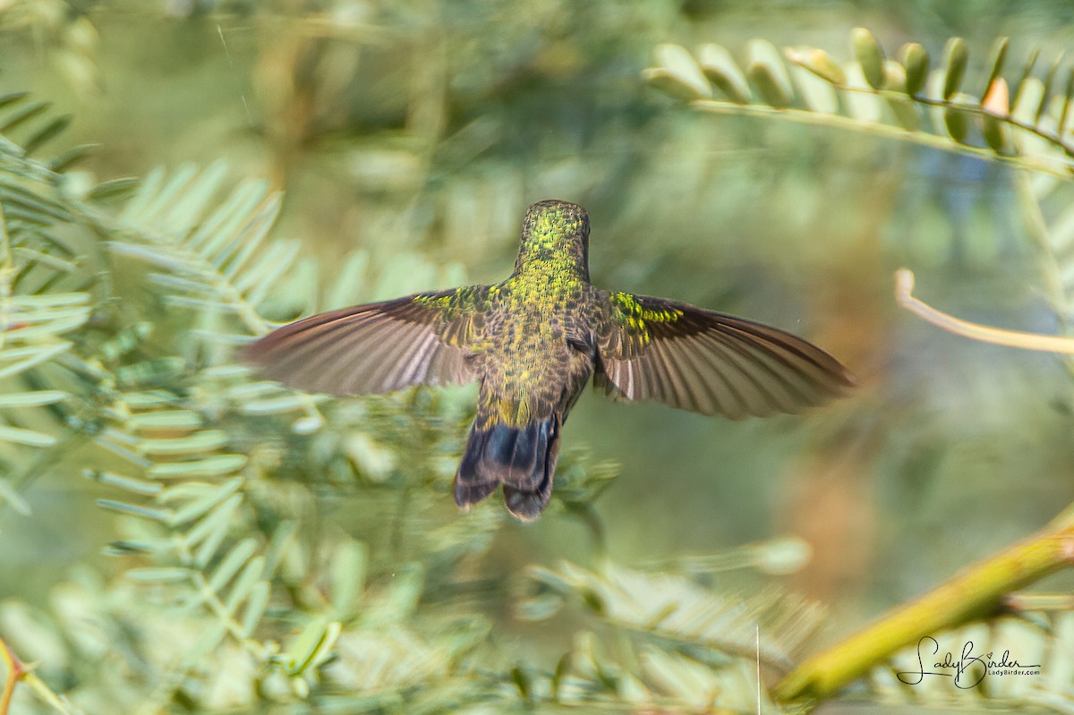 Broad-billed Hummingbird - ML371085451