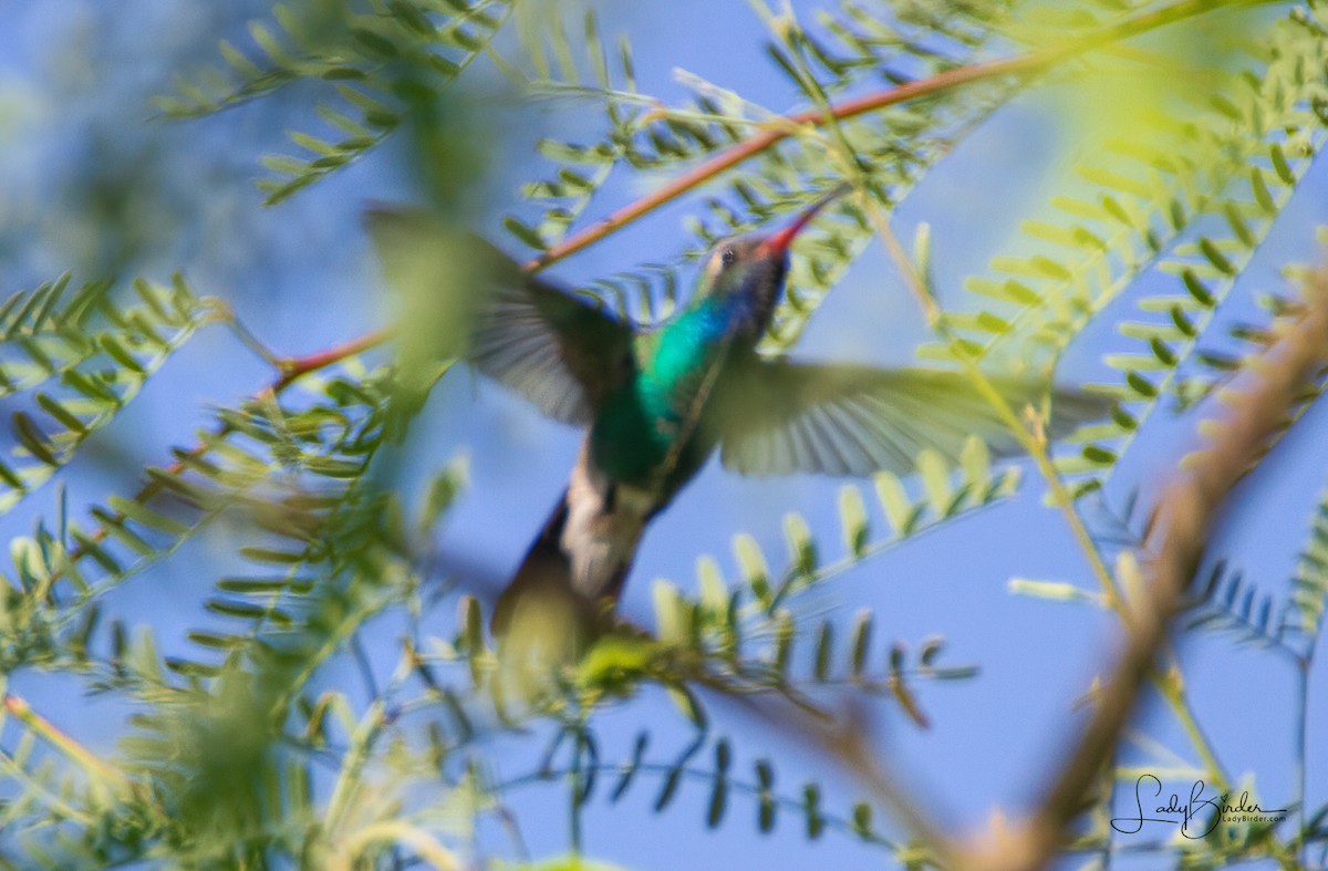 kolibřík širokozobý - ML371085471