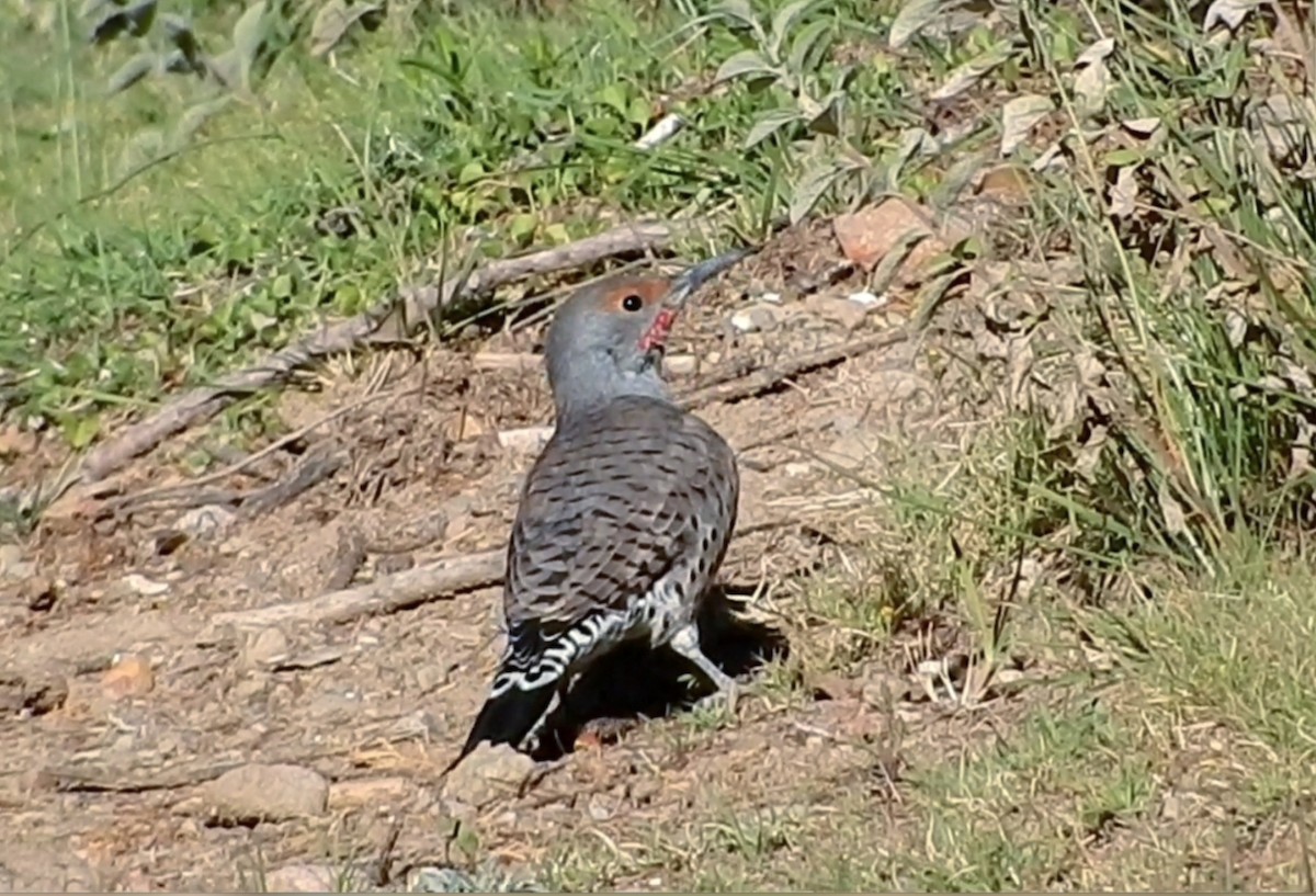 Northern Flicker (Red-shafted) - ML371089421