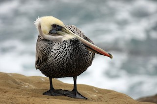 Brown Pelican