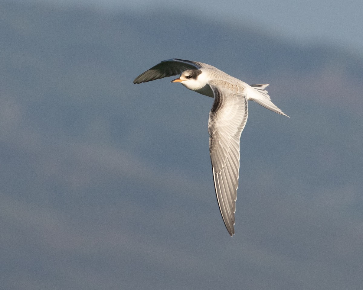 Common Tern - Don Marsh