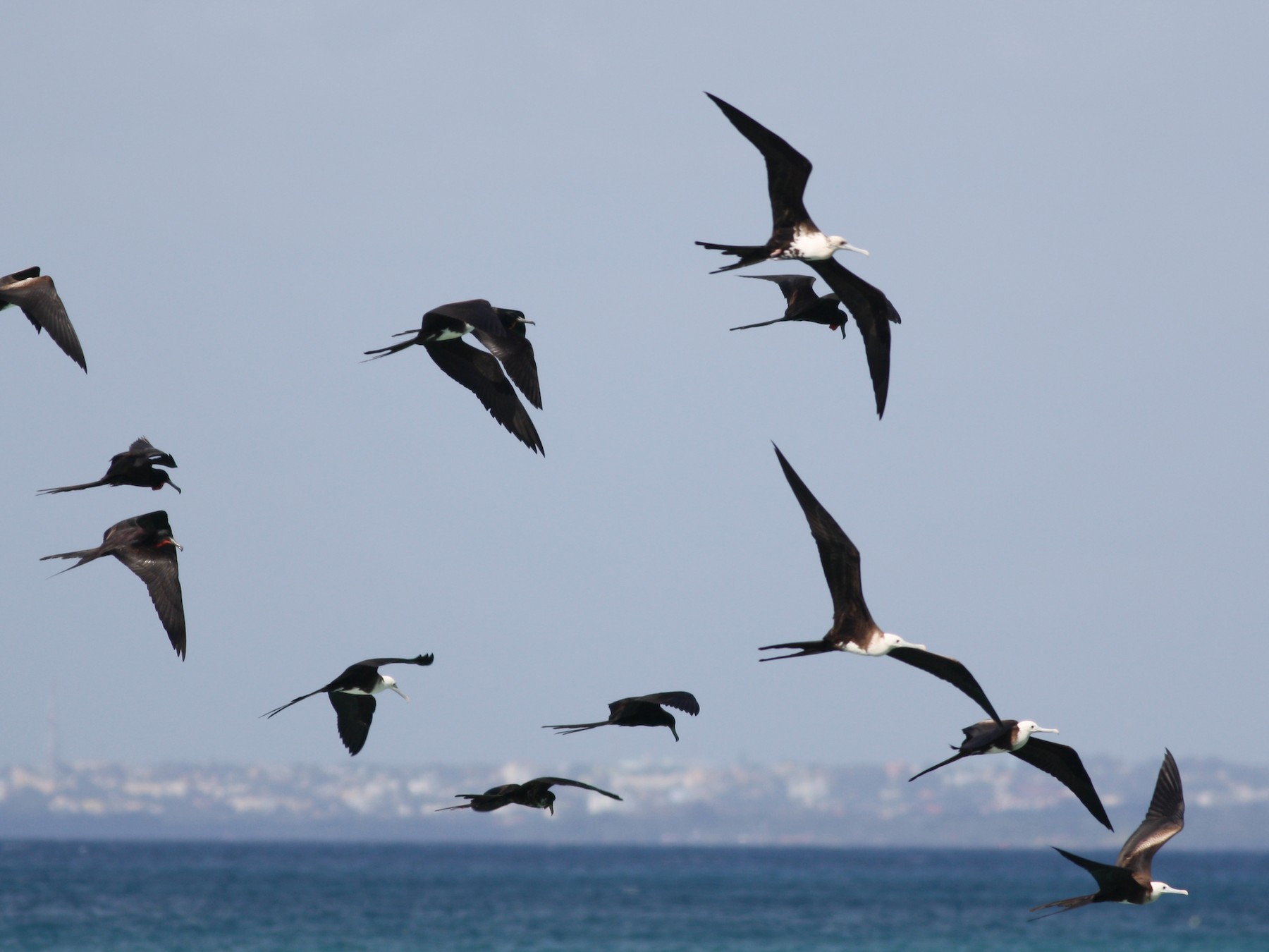 Magnificent Frigatebird - David Weber