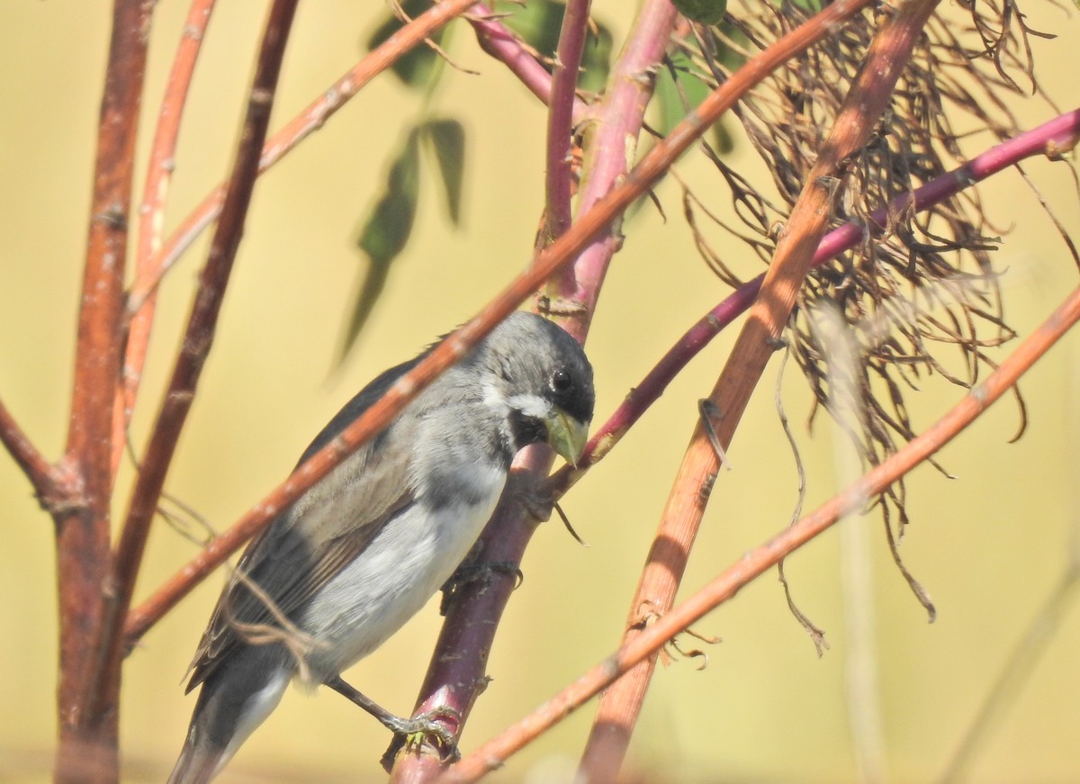 Double-collared Seedeater - ML371101481