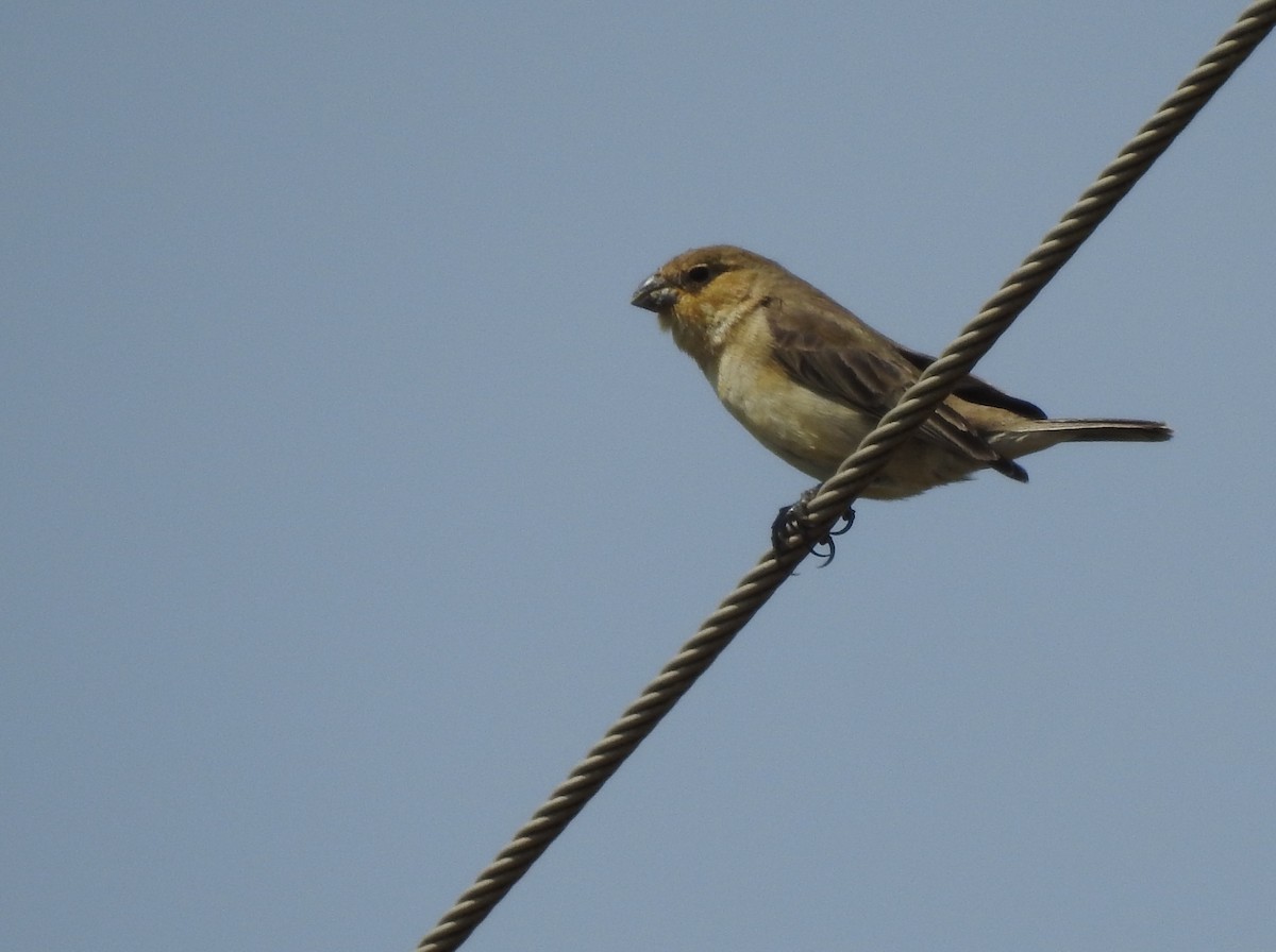Pearly-bellied Seedeater - ML371101991