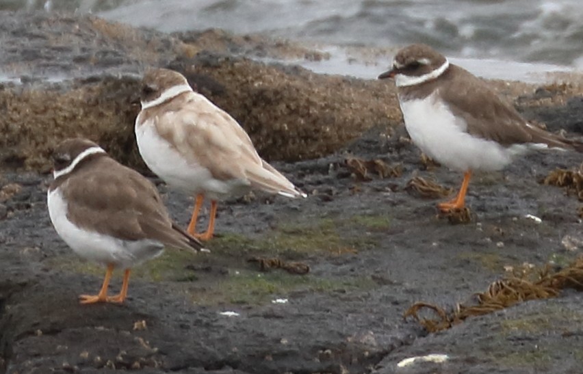 Common Ringed Plover - ML371107411