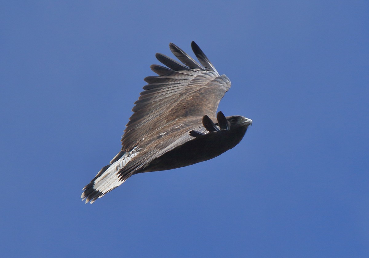White-tailed Hawk - Fabio Olmos