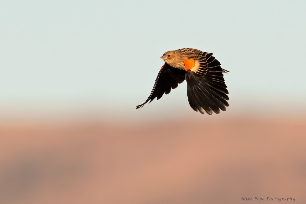 Long-tailed Widowbird - ML371116001