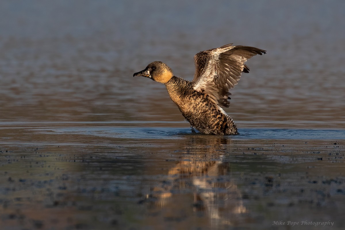 White-backed Duck - Mike Pope
