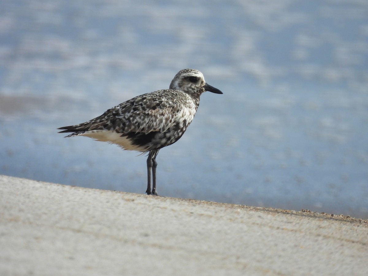 Black-bellied Plover - June and Gary Daniels