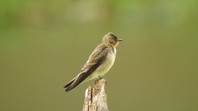 Southern Rough-winged Swallow - ML371124421