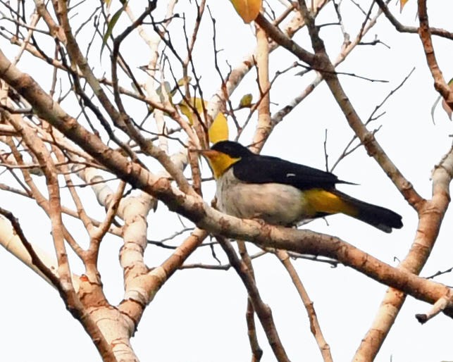 Yellow-backed Tanager - ML371126421