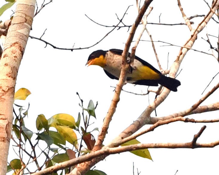 Yellow-backed Tanager - ML371127261