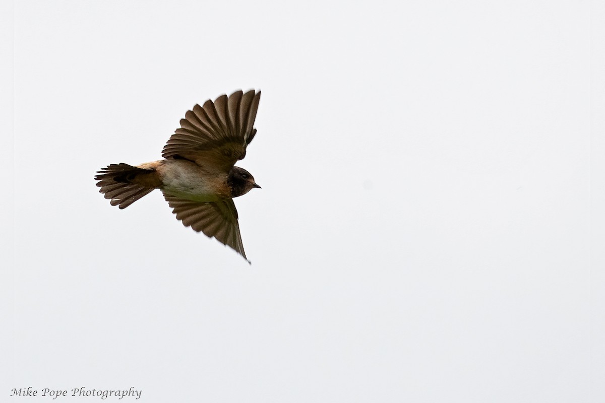 South African Swallow - ML371127671