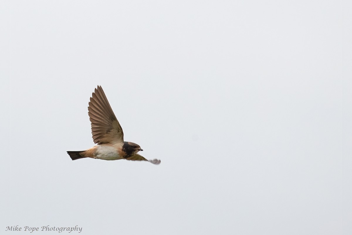 South African Swallow - ML371127731