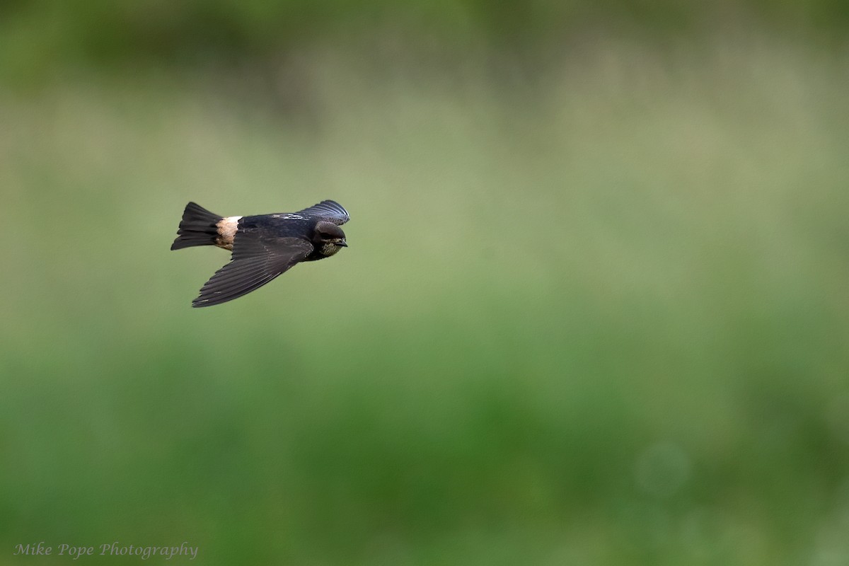 South African Swallow - ML371127741