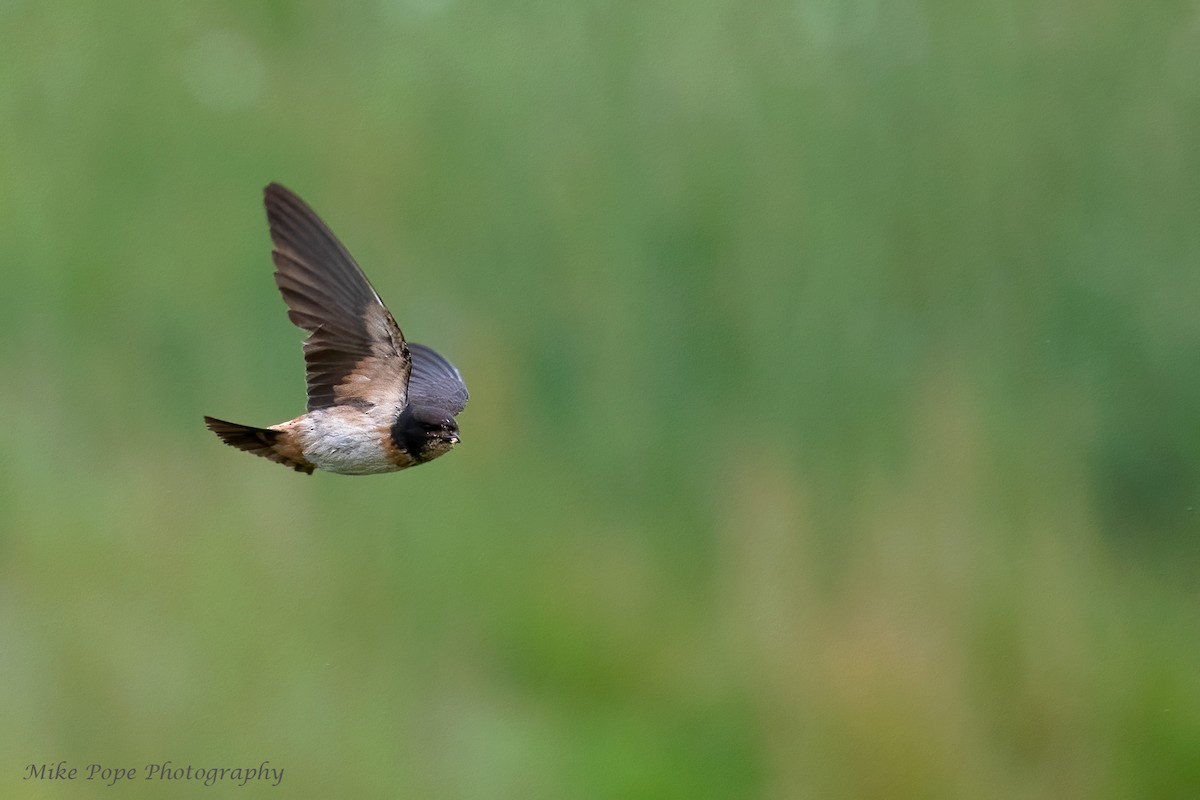 South African Swallow - Mike Pope