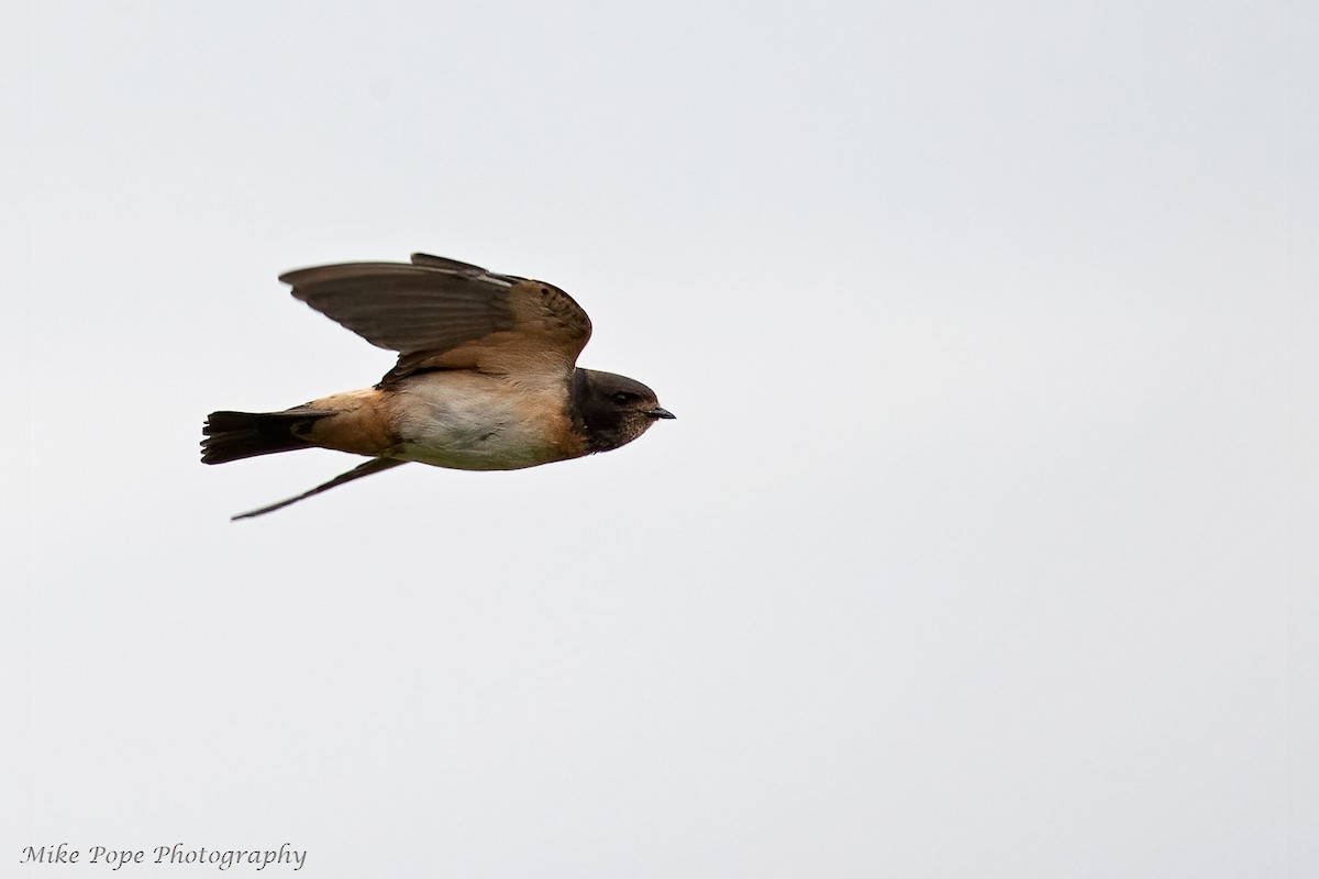 South African Swallow - ML371127771
