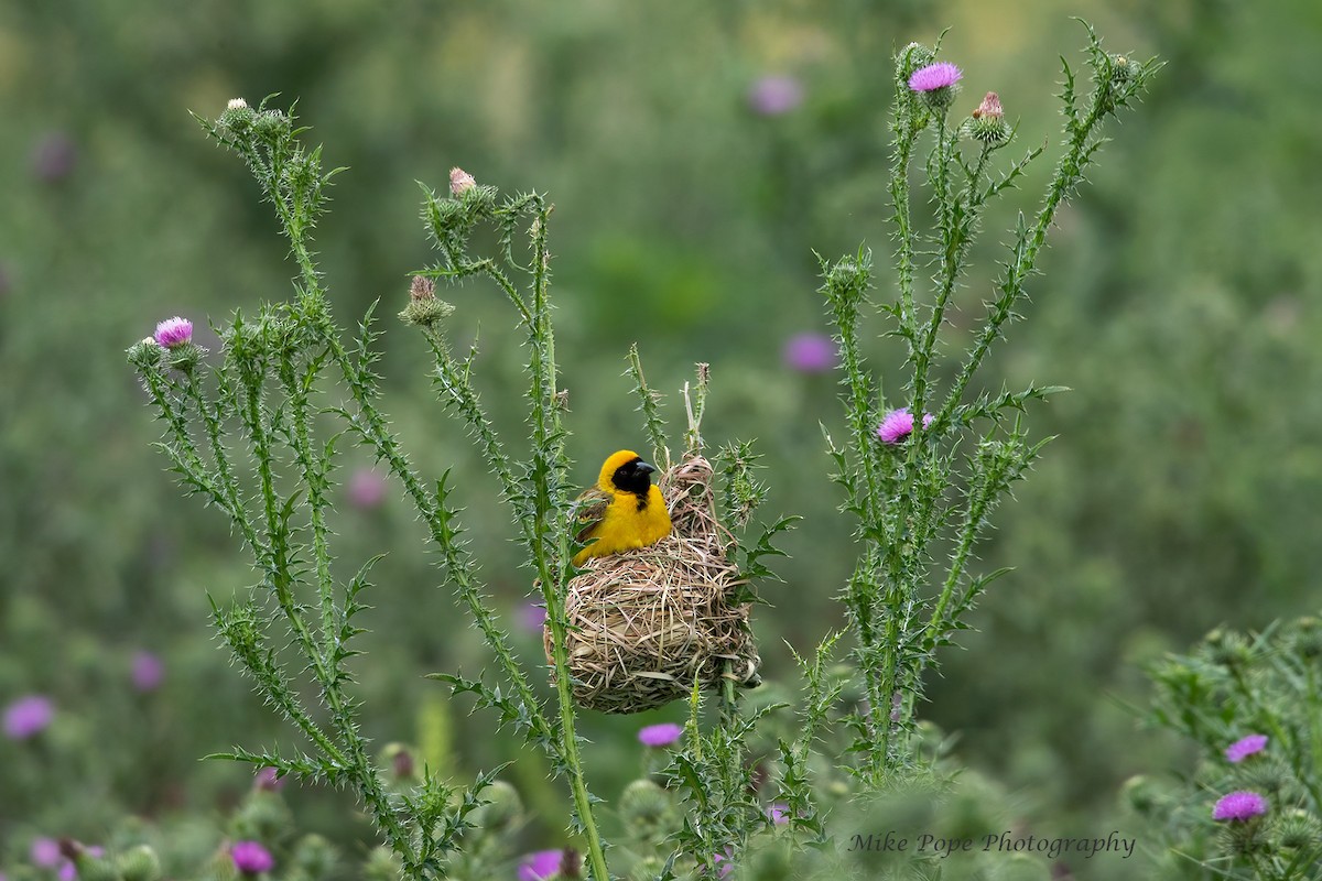 Southern Masked-Weaver - Mike Pope