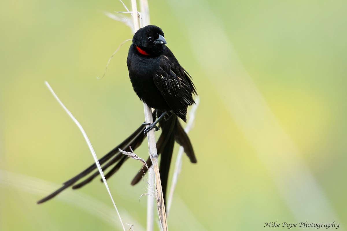Red-collared Widowbird - Mike Pope