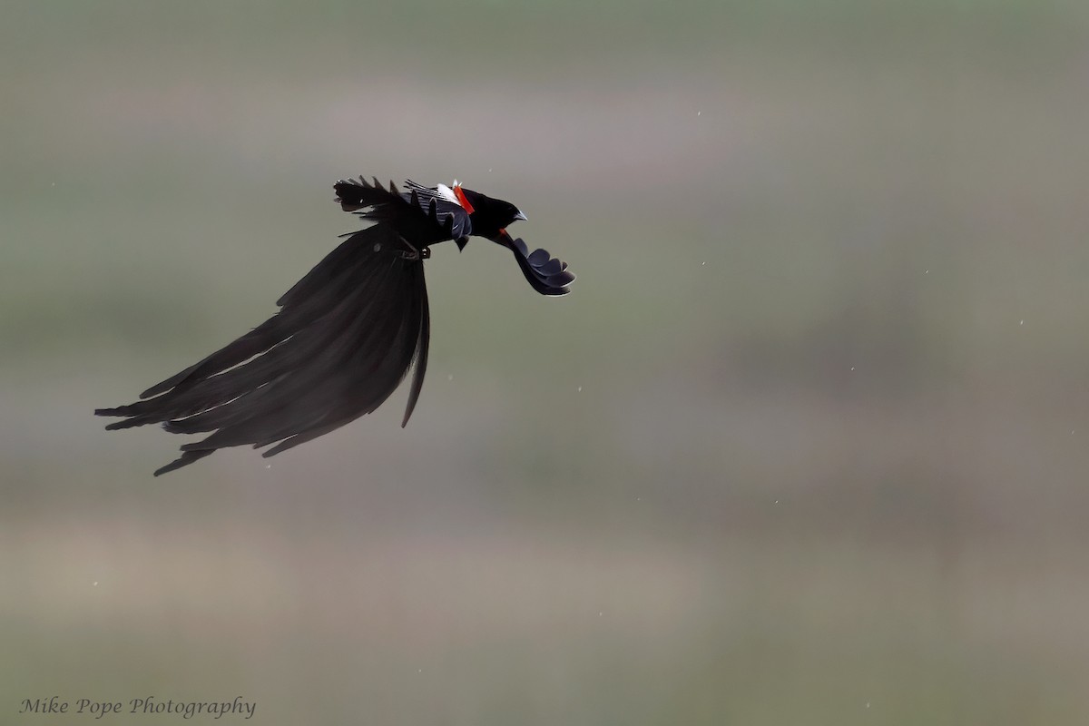 Long-tailed Widowbird - ML371128301