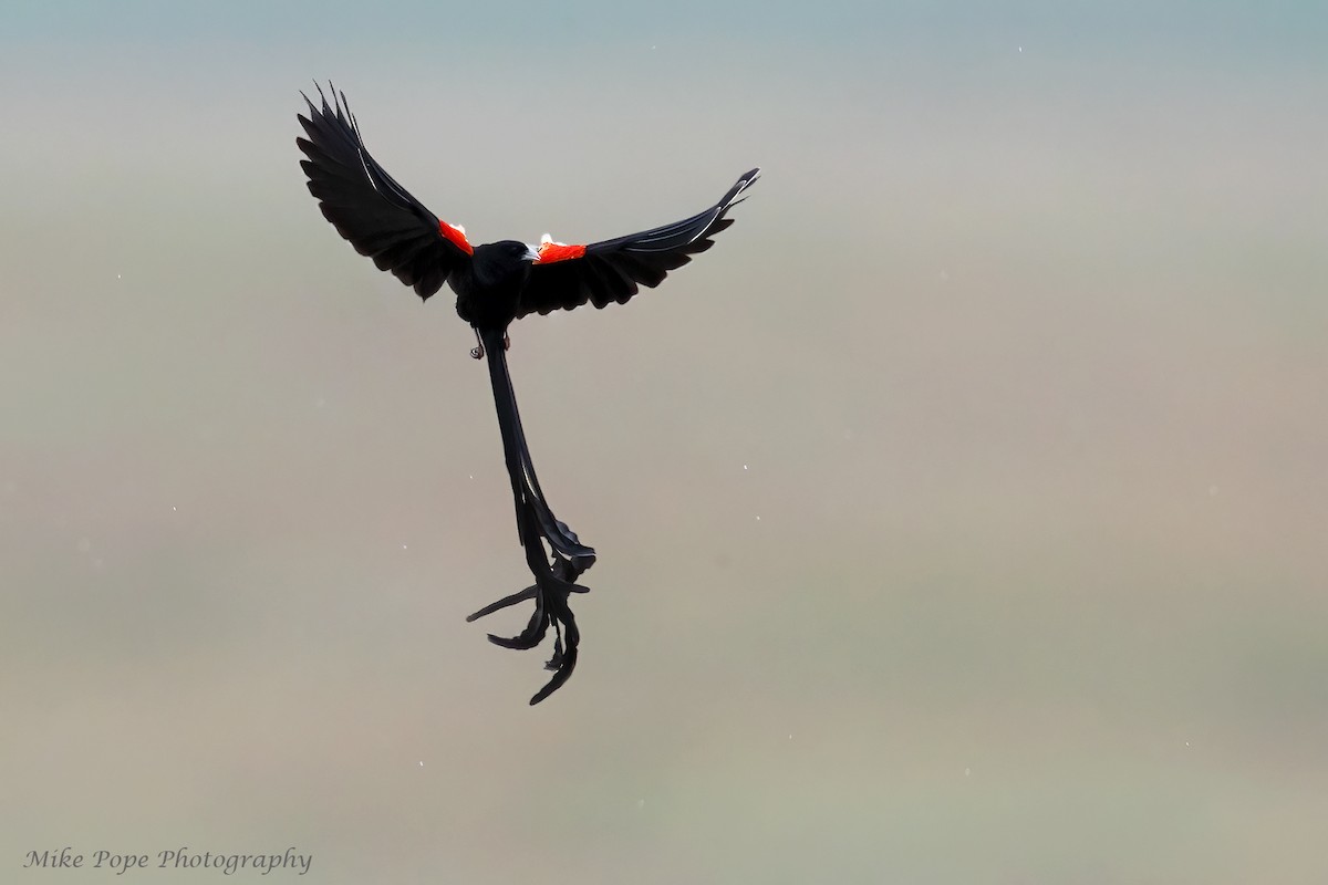 Long-tailed Widowbird - Mike Pope
