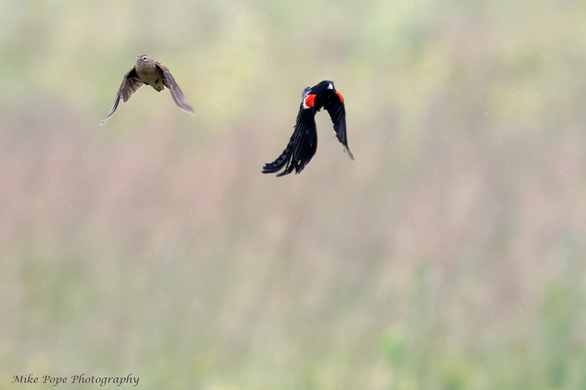 Long-tailed Widowbird - Mike Pope