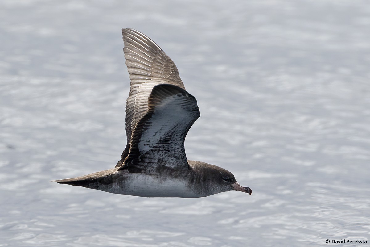 Pink-footed Shearwater - ML371128561