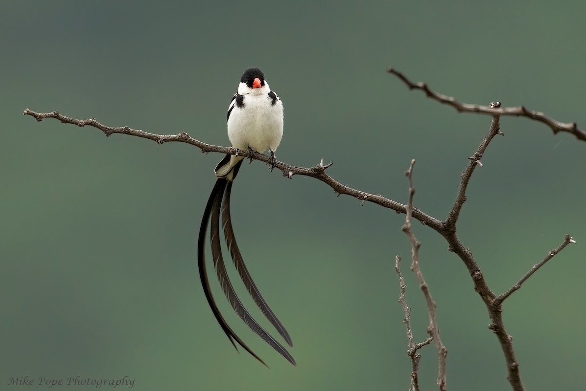 Pin-tailed Whydah - ML371128601
