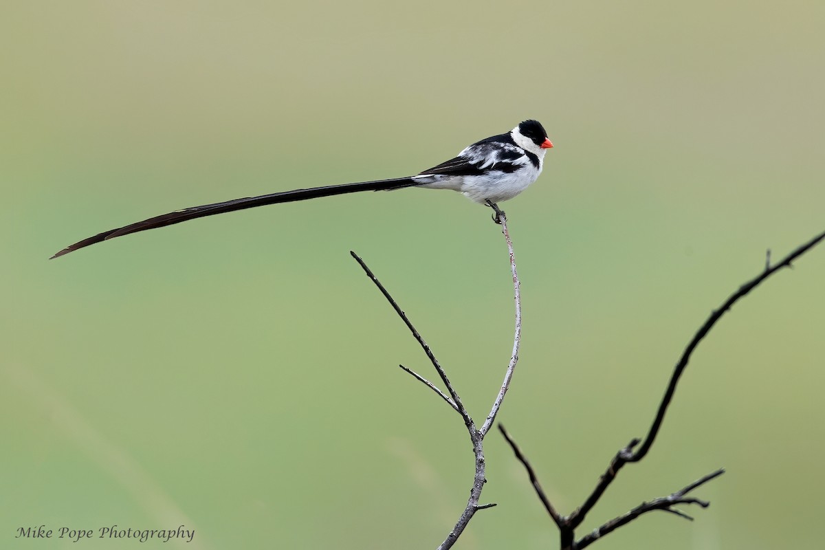 Pin-tailed Whydah - ML371128611