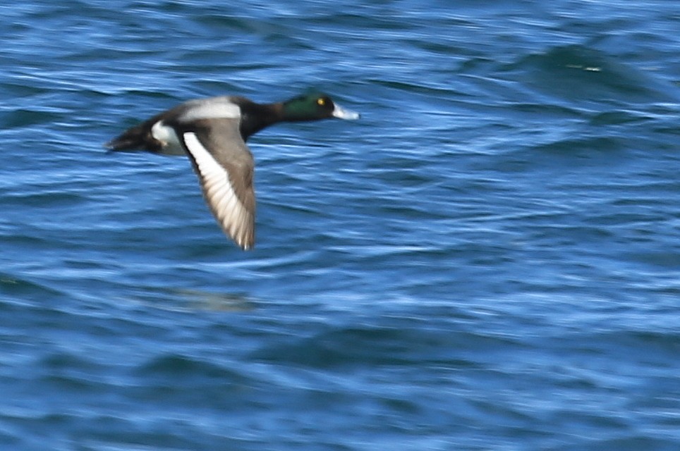 Greater Scaup - ML37112911