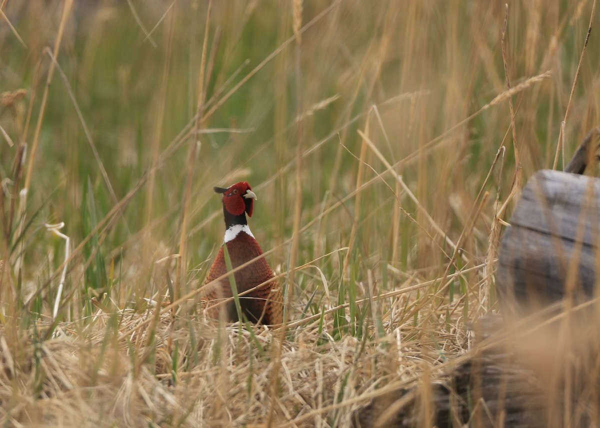 Ring-necked Pheasant - Tim Lenz