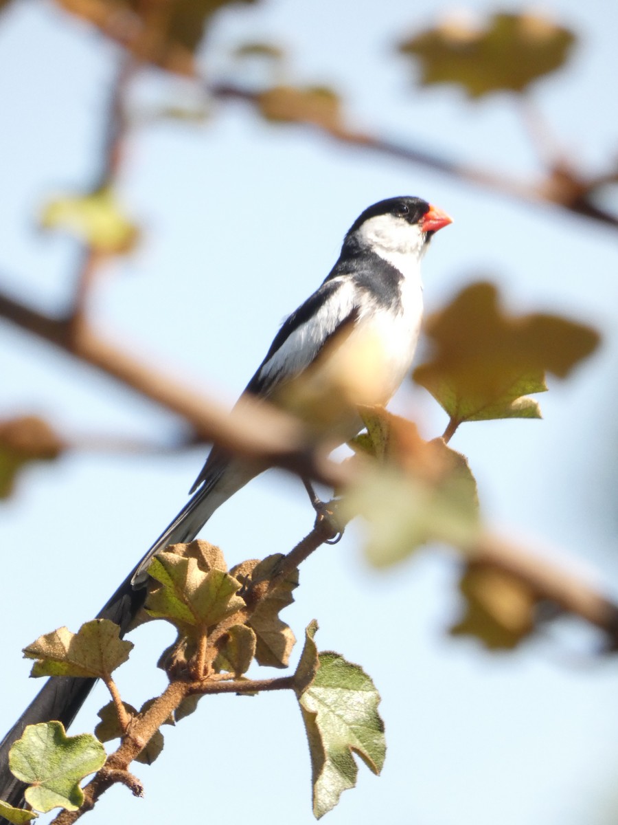 Pin-tailed Whydah - ML371133591