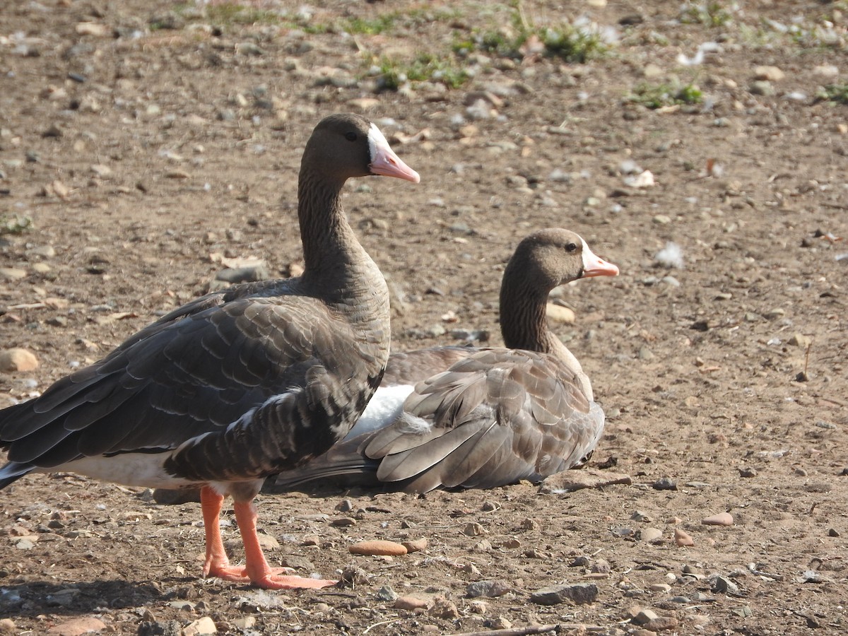 Greater White-fronted Goose - ML37113581
