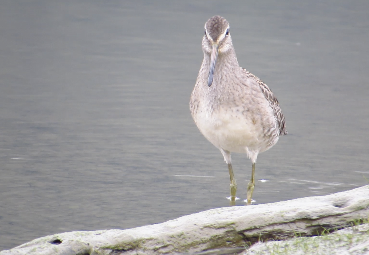 Long-billed Dowitcher - ML371137151
