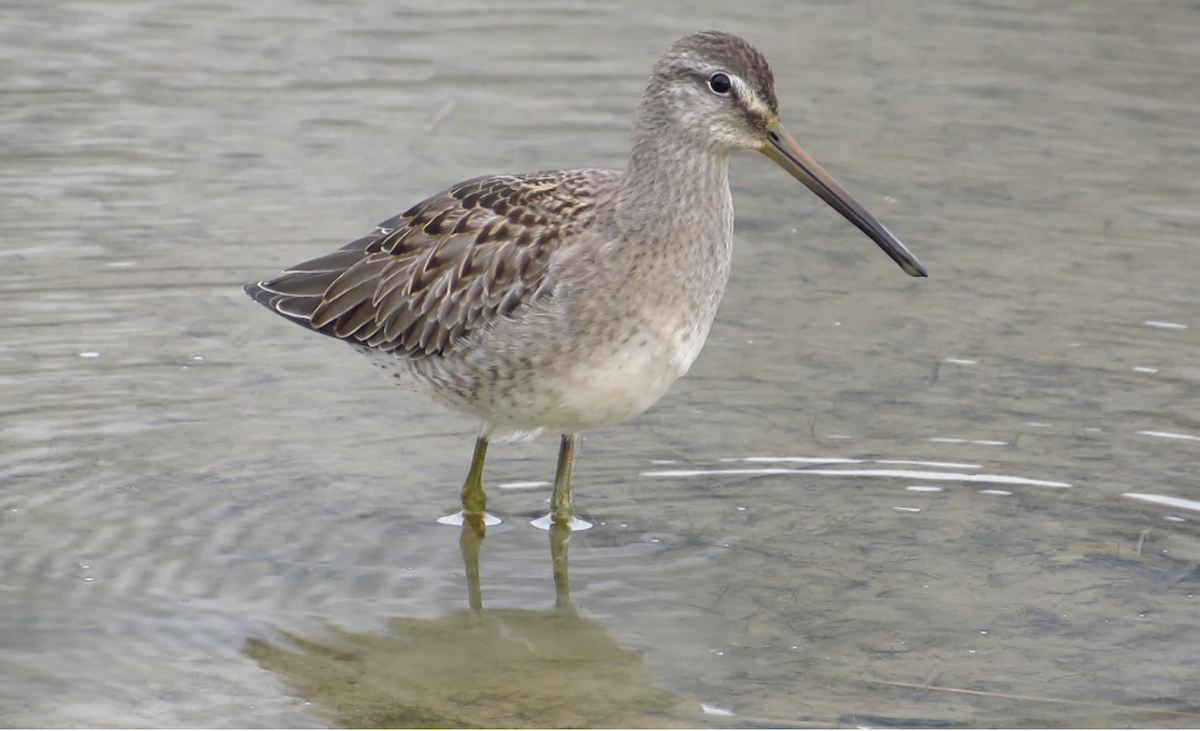 Long-billed Dowitcher - ML371137361