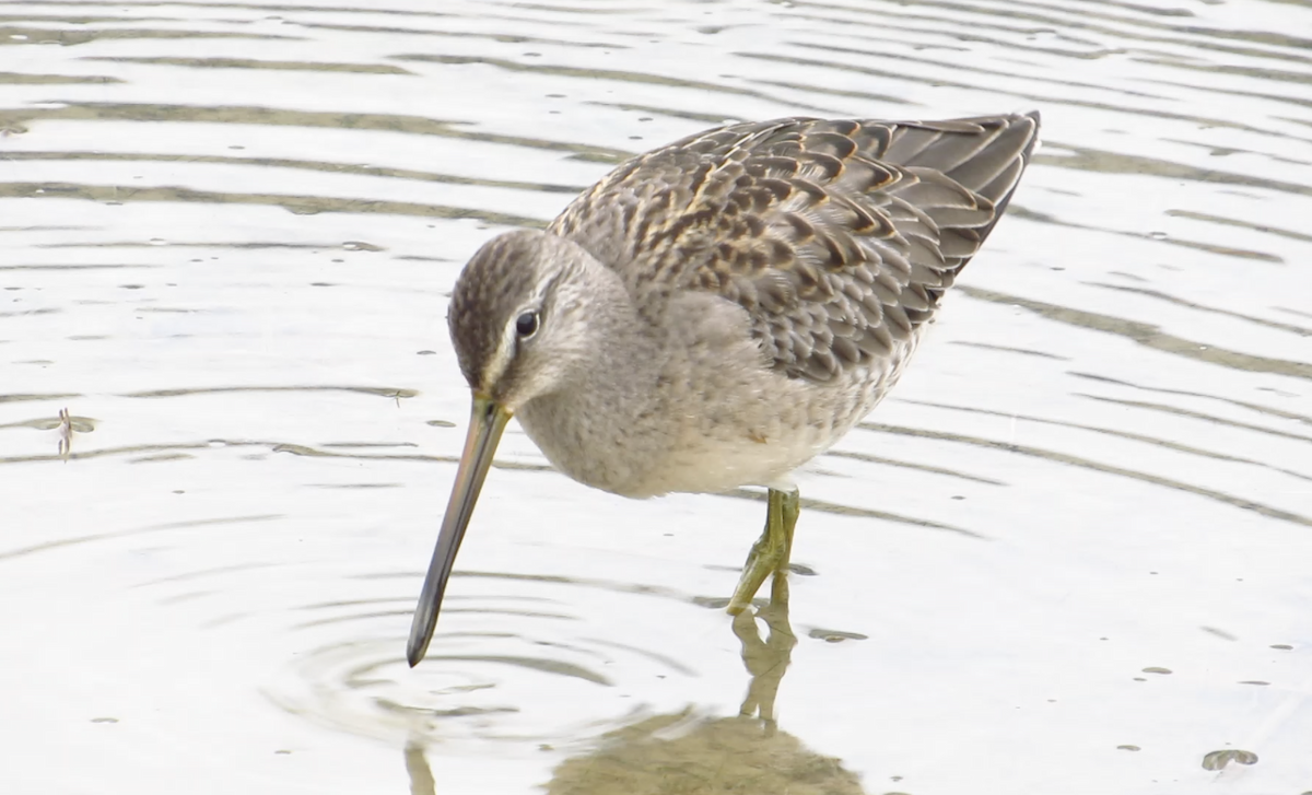 Long-billed Dowitcher - ML371137701