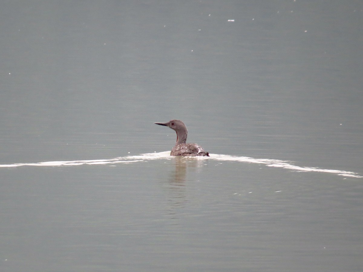 Red-throated Loon - ML371138581