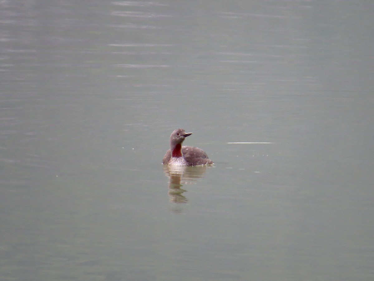 Red-throated Loon - ML371138591