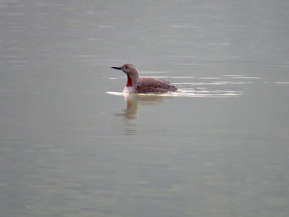 Red-throated Loon - ML371138601