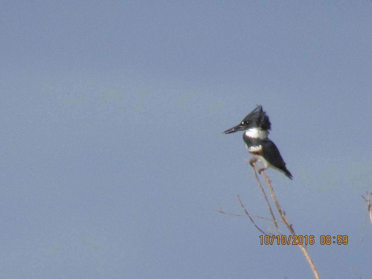 Belted Kingfisher - ML37113991
