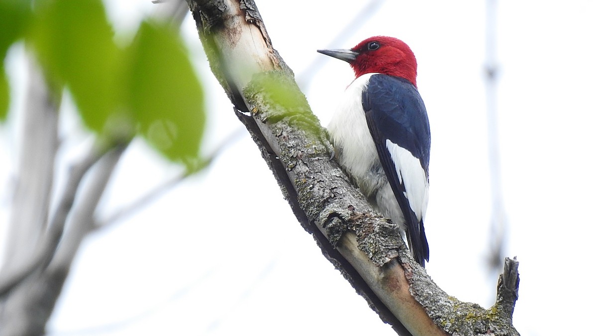Red-headed Woodpecker - Desmond J MacNeal